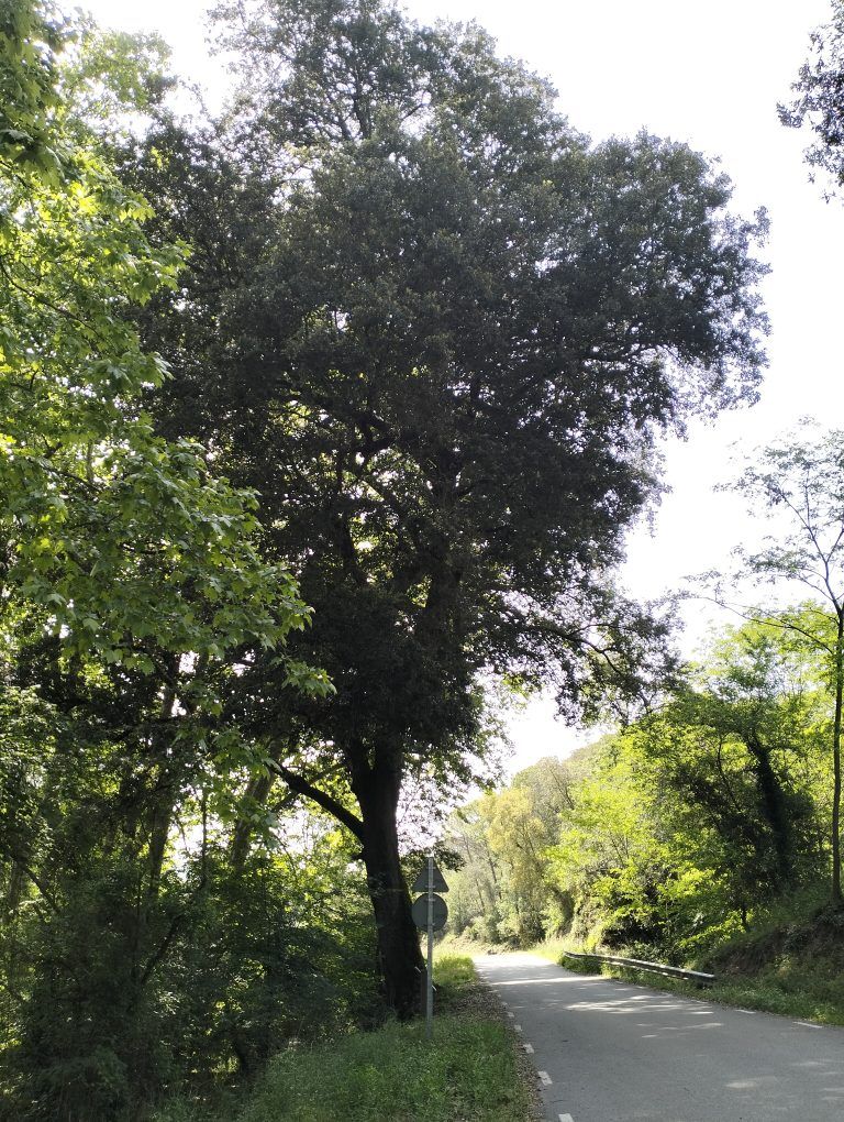 alzina la vall d'olzinelles