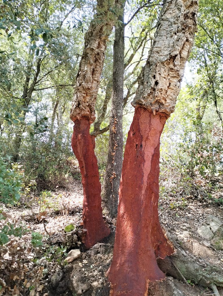alcornoques la vall d'olzinelles