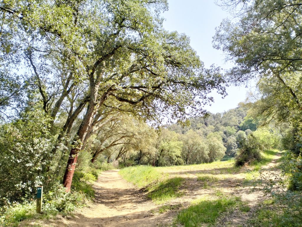 alcornoques en la vall d'olzinelles