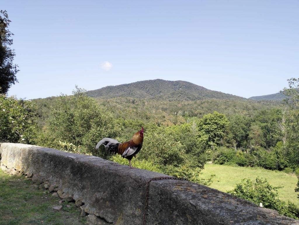 la vall d'olzinelles