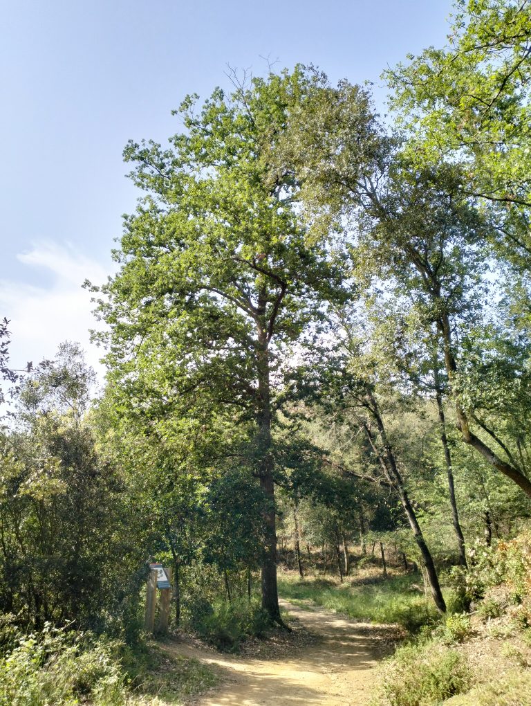 roble la vall d'olzinelles