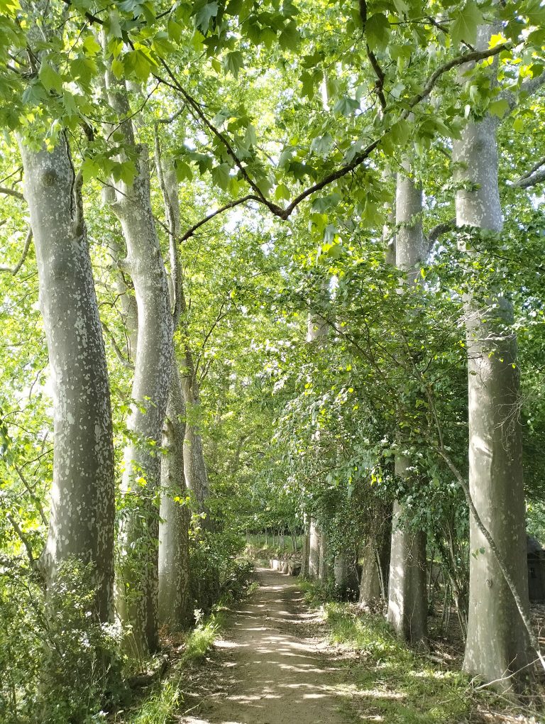 la vall d'olzinelles