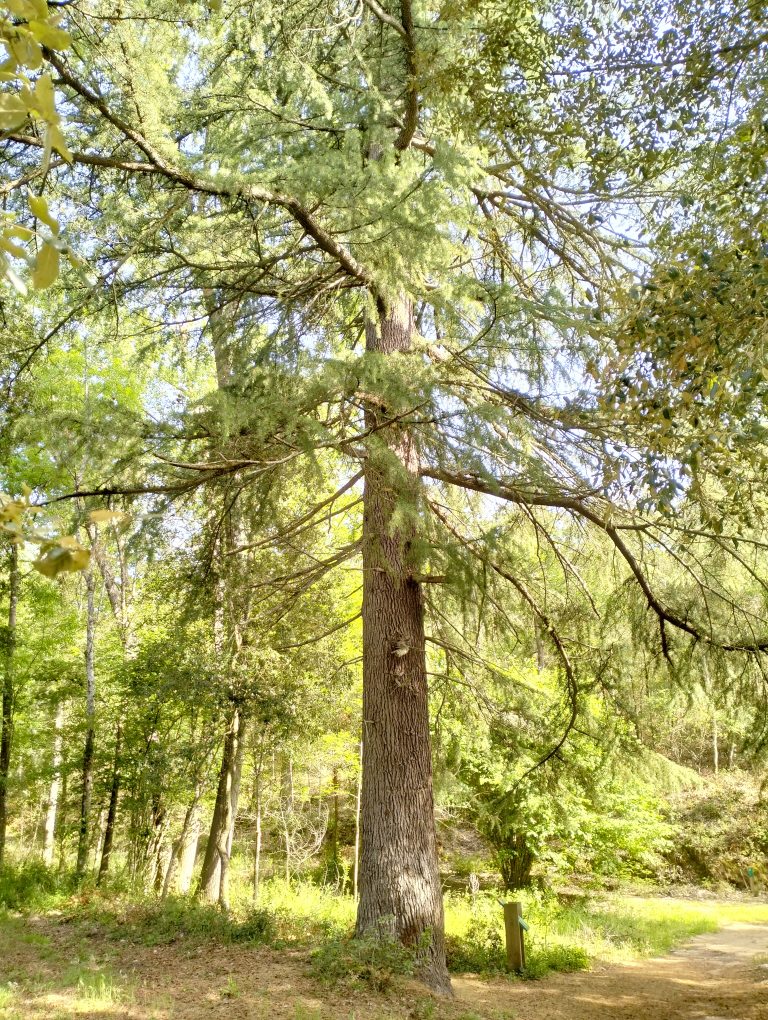 cedro la vall d'olzinelles