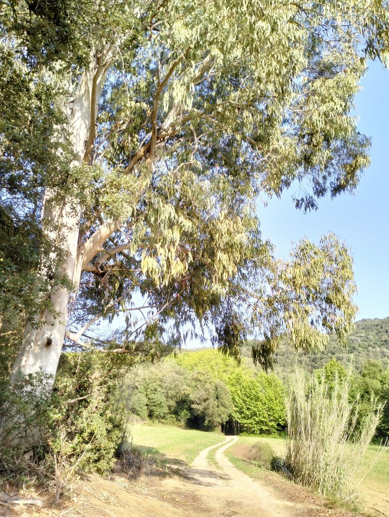 Eucaliptus La Vall d'Olzinelles