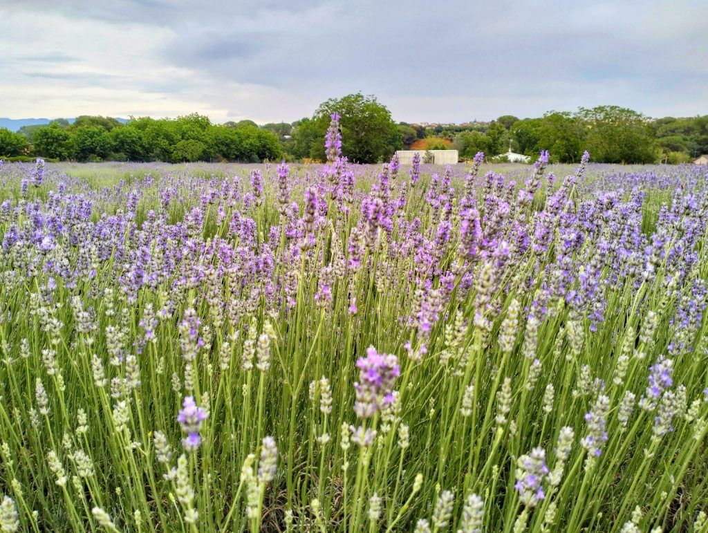 Campos de lavanda en Cataluña