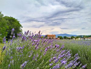 camps de lavanda mas sampera