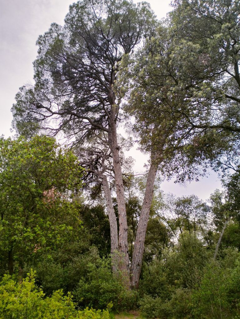 pi de les tres branques senderisme en sabadell