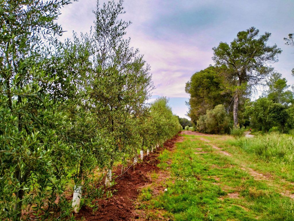 oliveres senderisme a sabadell