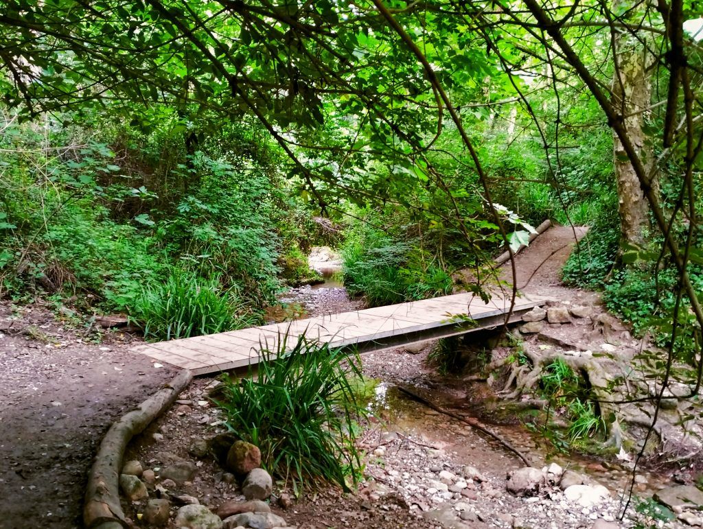 torrent de colobrers