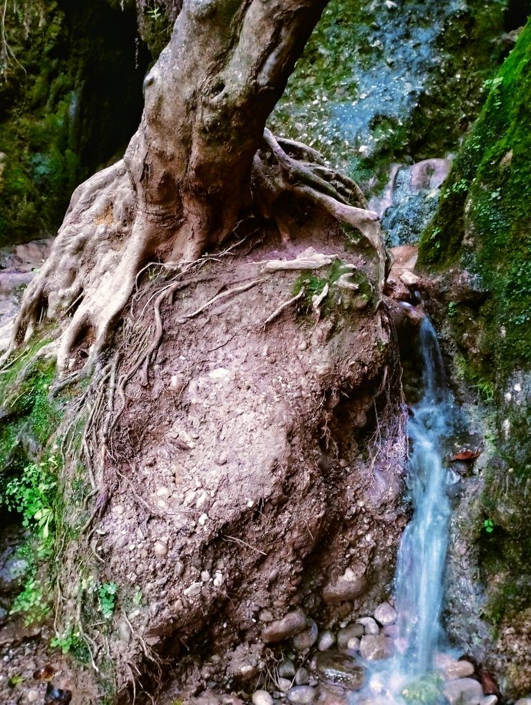 torrent de colobrers