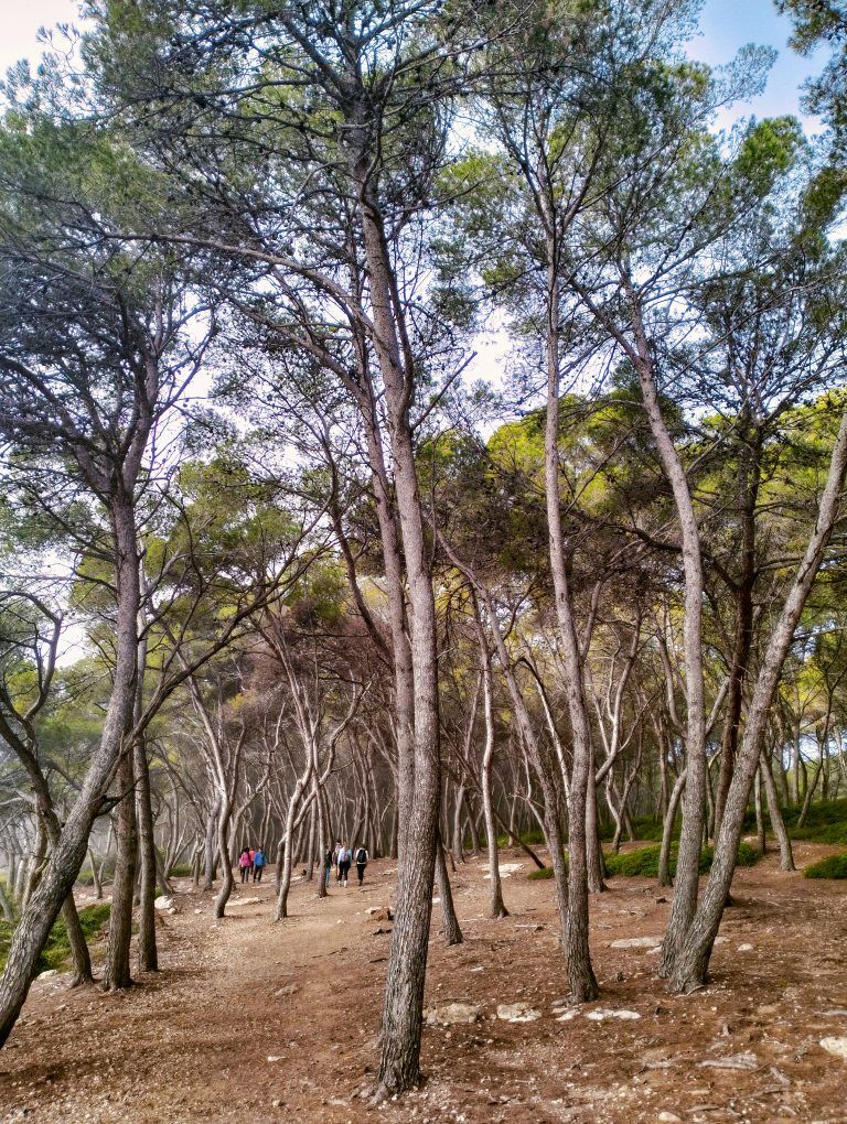 bosc de la marquesa camí de ronda